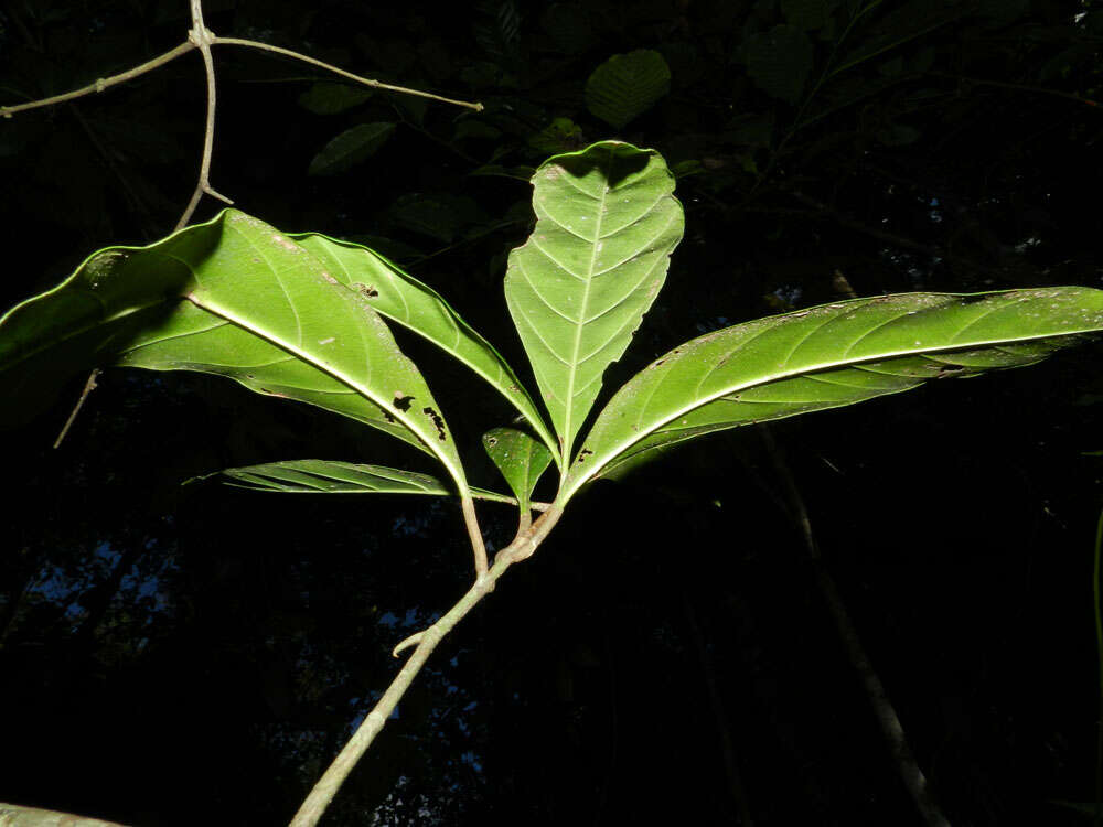 Image de Randia altiscandens (Ducke) C. M. Taylor