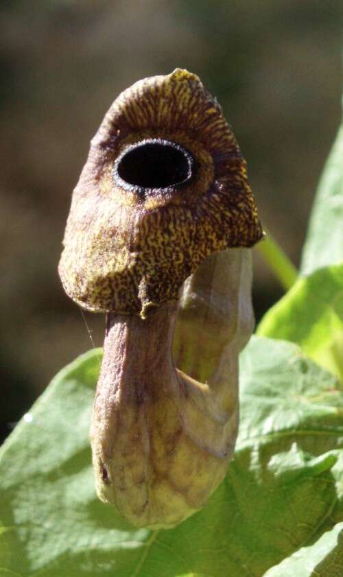 Image of Dutchman's pipe