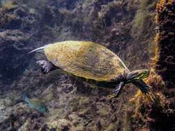 Image of Suwannee cooter