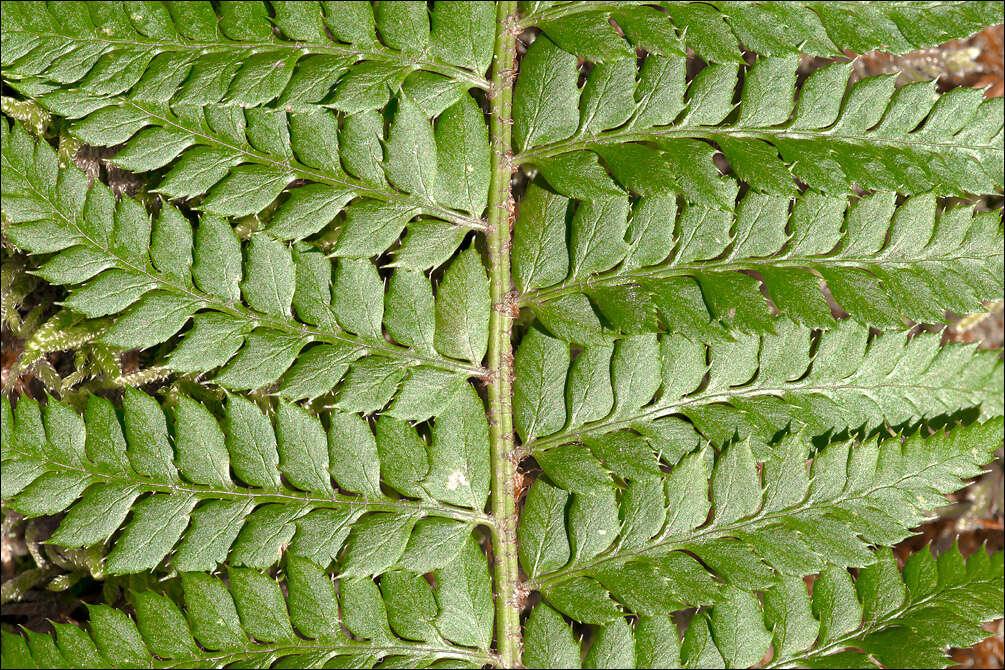 Слика од Polystichum aculeatum (L.) Roth
