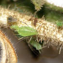 Image of Macrosiphum (Macrosiphum) mentzeliae Wilson & H. F. 1915