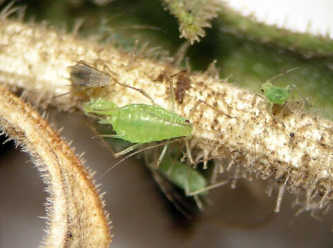 Image of Macrosiphum (Macrosiphum) mentzeliae Wilson & H. F. 1915