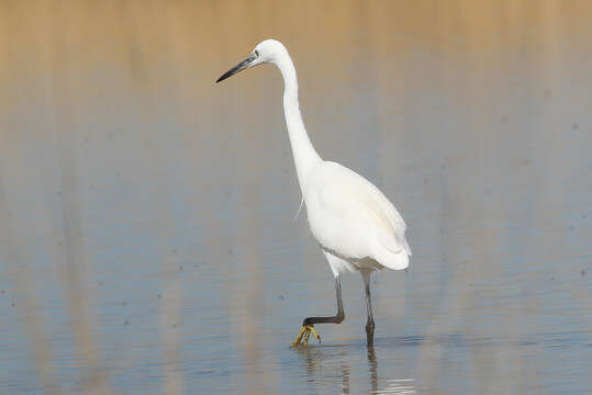 Image of Egretta garzetta garzetta (Linnaeus 1766)