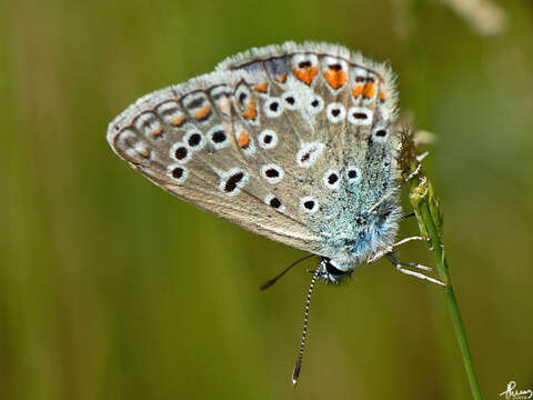 Image of common blue