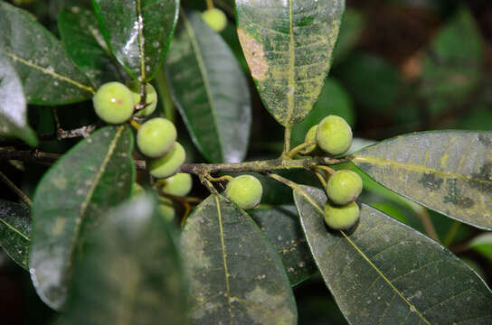 Image of Ficus vasculosa Wall. ex Miq.