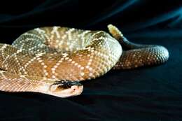 Image of Crotalus molossus nigrescens Gloyd 1936