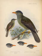 صورة Hypsipetes madagascariensis (Müller & Pls 1776)