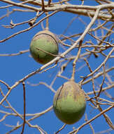 Image de Ceiba