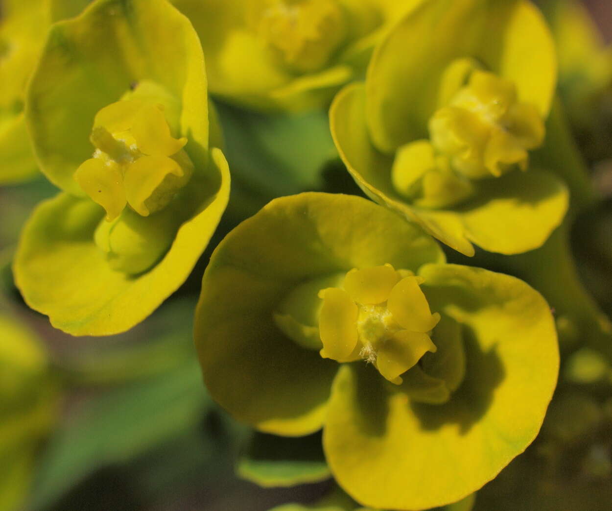 Слика од Euphorbia cyparissias L.