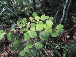 Image of Witch-hazel