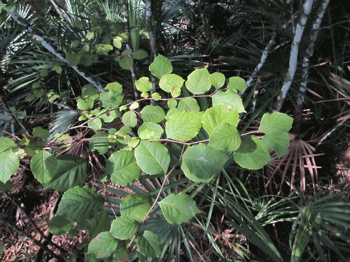 Image of Witch-hazel