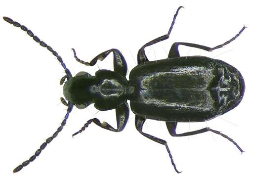 Image of Microlestes