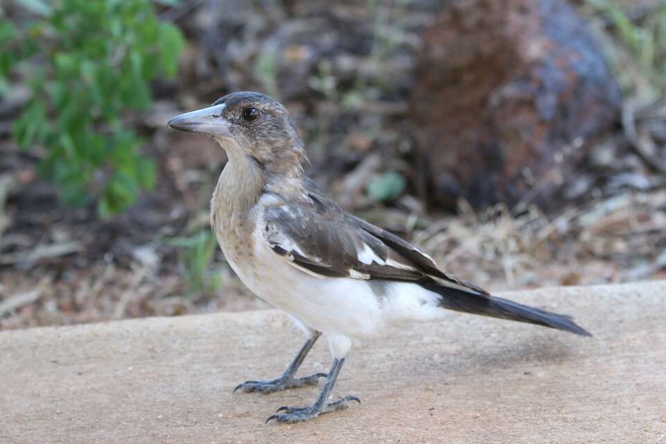 Imagem de Cracticus nigrogularis (Gould 1837)