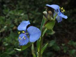 Image of Blousel Blommetjie