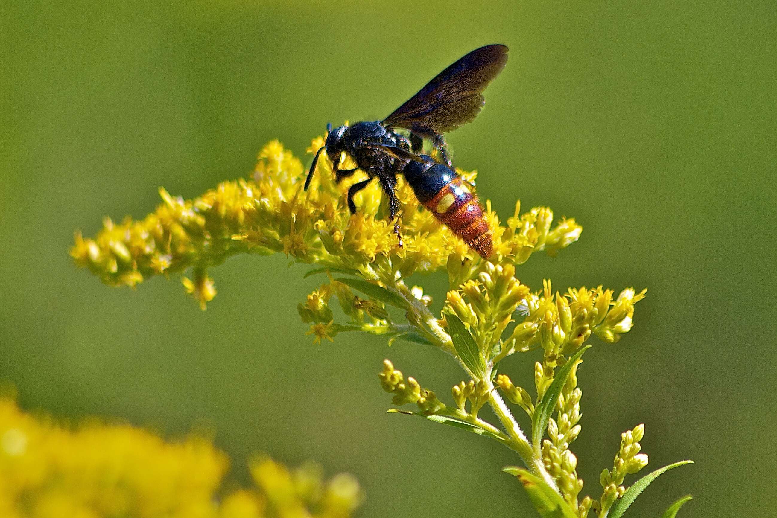 Image of scoliid wasps