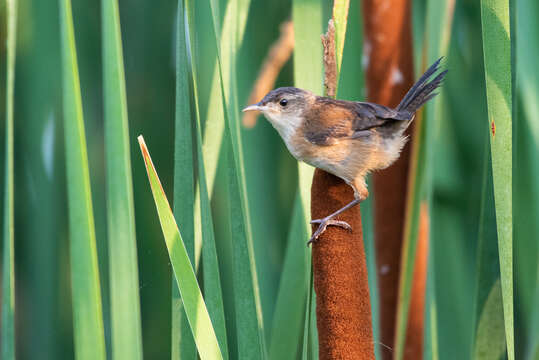 Image of Marsh Wren