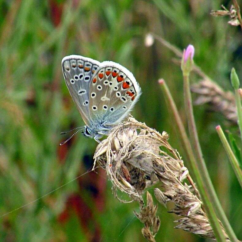 Image of common blue