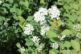 Слика од Spiraea vanhouttei (Briot) Zabel