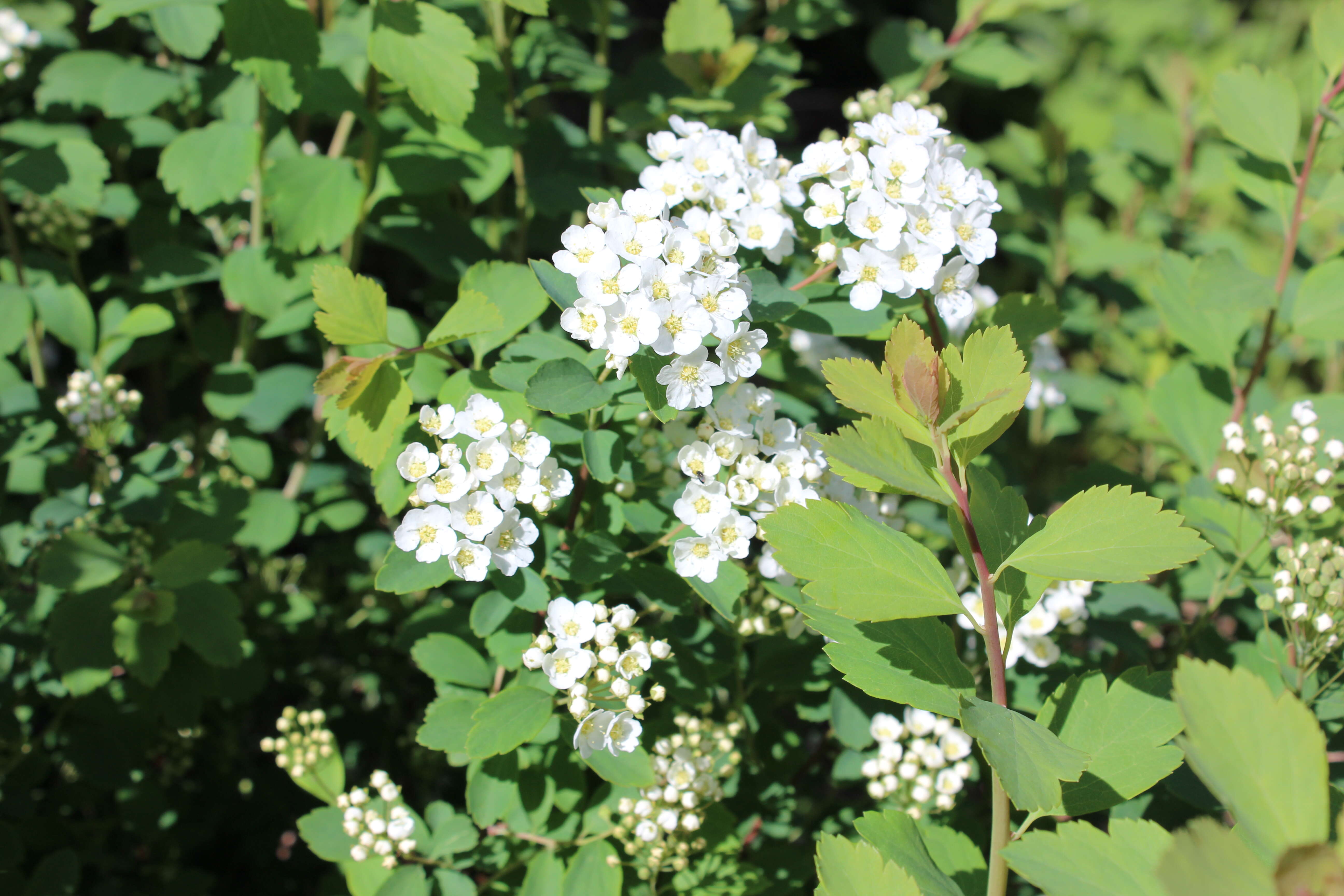 صورة Spiraea vanhouttei (Briot) Zabel