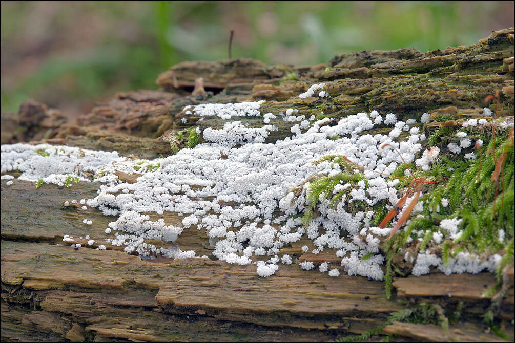 صورة Ceratiomyxa J. Schröter ex Engler & Prantl 1889