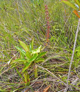 Image of slender pitcher plant