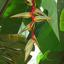 Image of Heliconia griggsiana L. B. Sm.