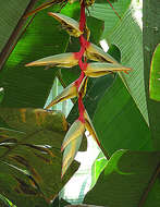Image of Heliconia griggsiana L. B. Sm.