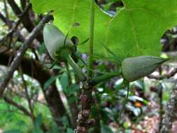 Image of hibiscadelphus