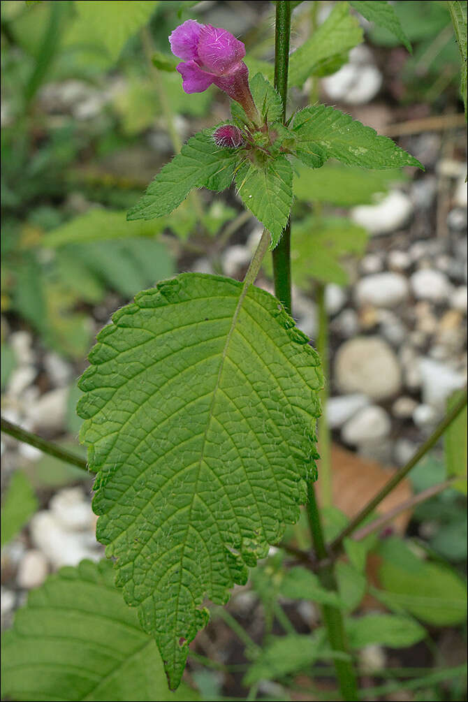 Image of hempnettle