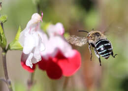 Image of Anthophorine Bees