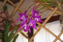 Image of Laelia gouldiana Rchb. fil.