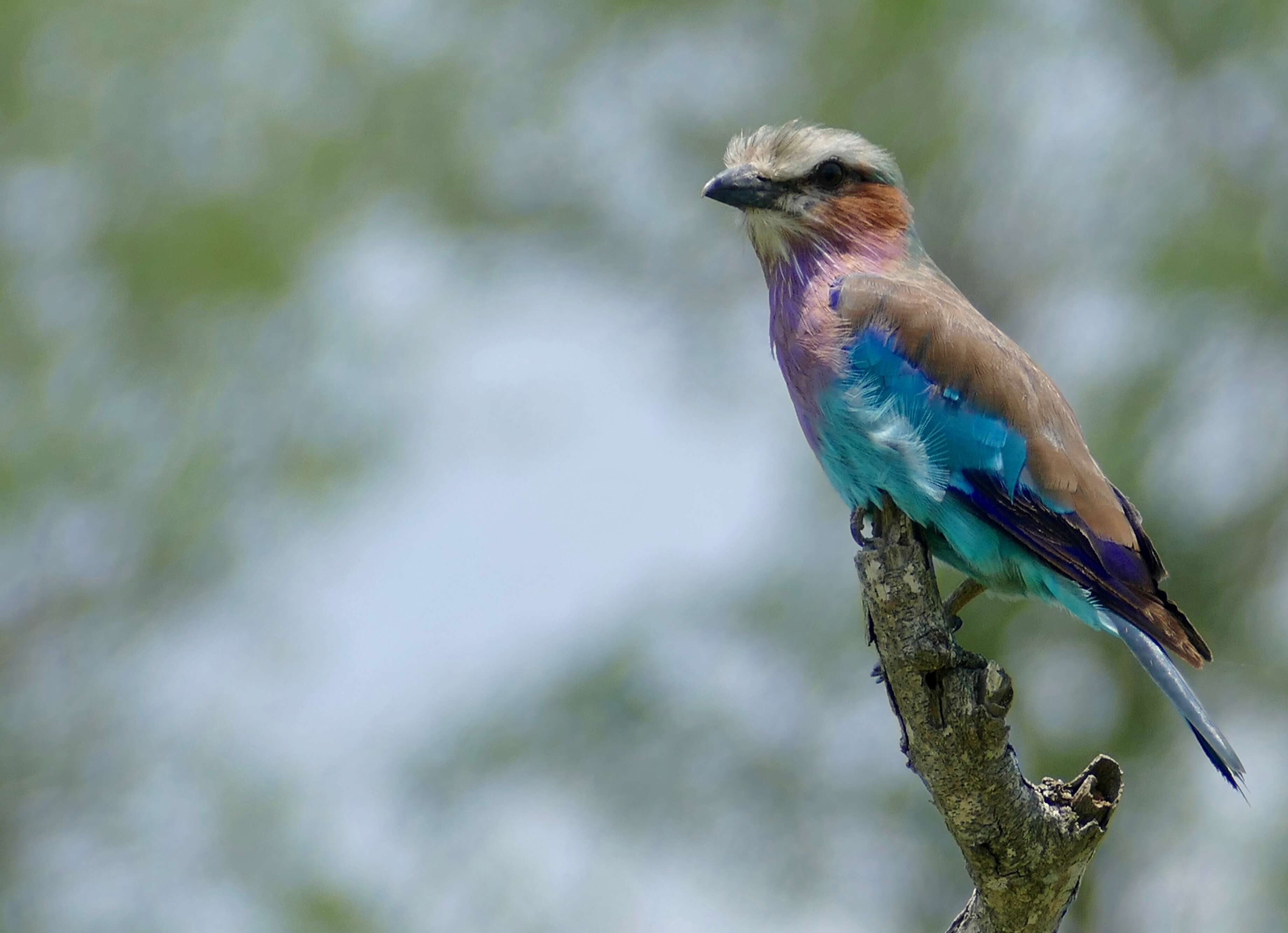 Image of Lilac-breasted Roller