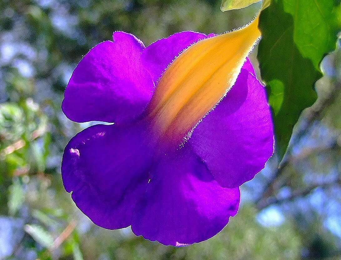 Image of thunbergia