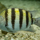 Image of Damsel Fish