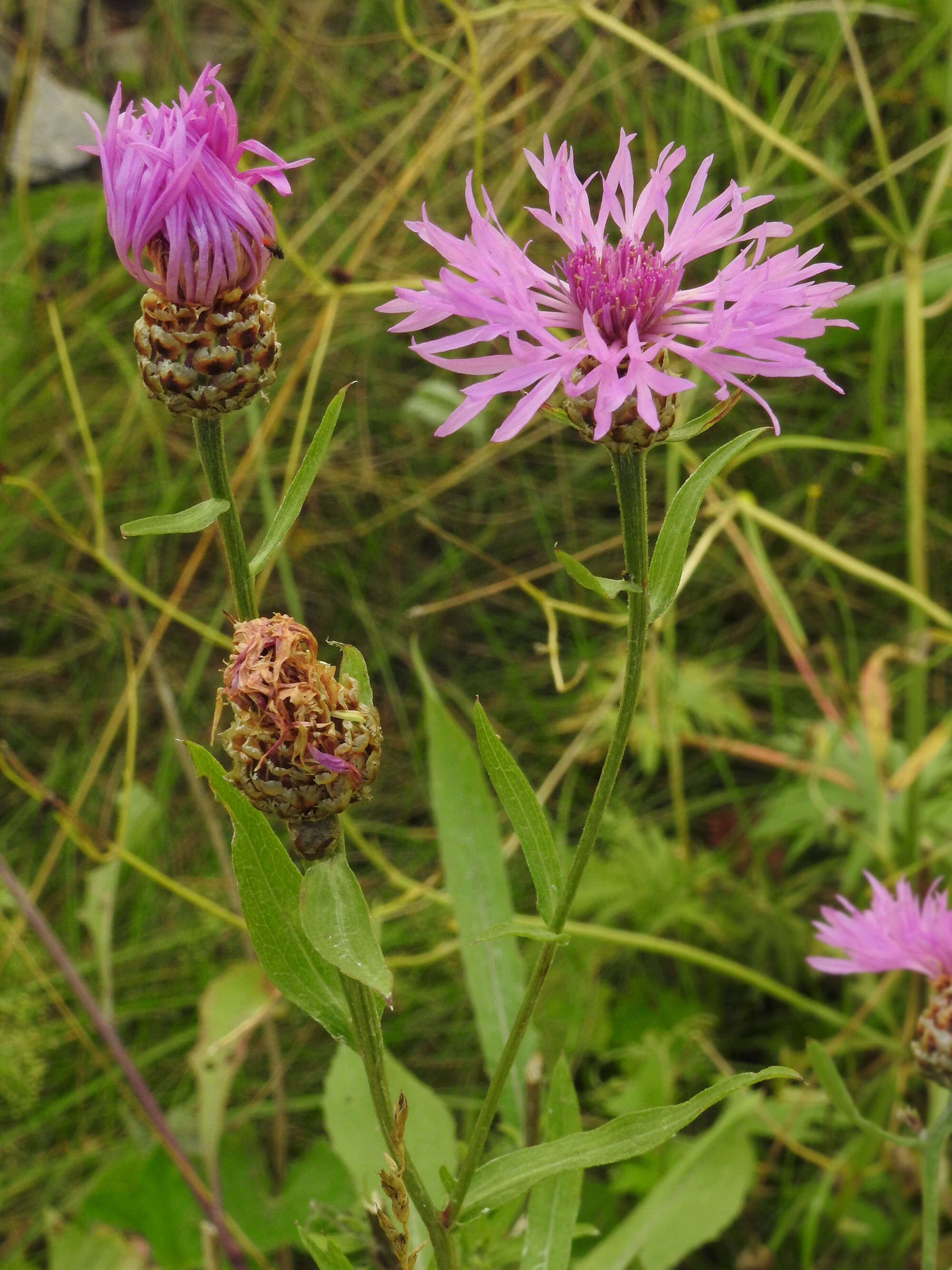 Image of knapweed