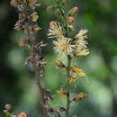 Image of Stixis suaveolens (Roxb.) Pierre