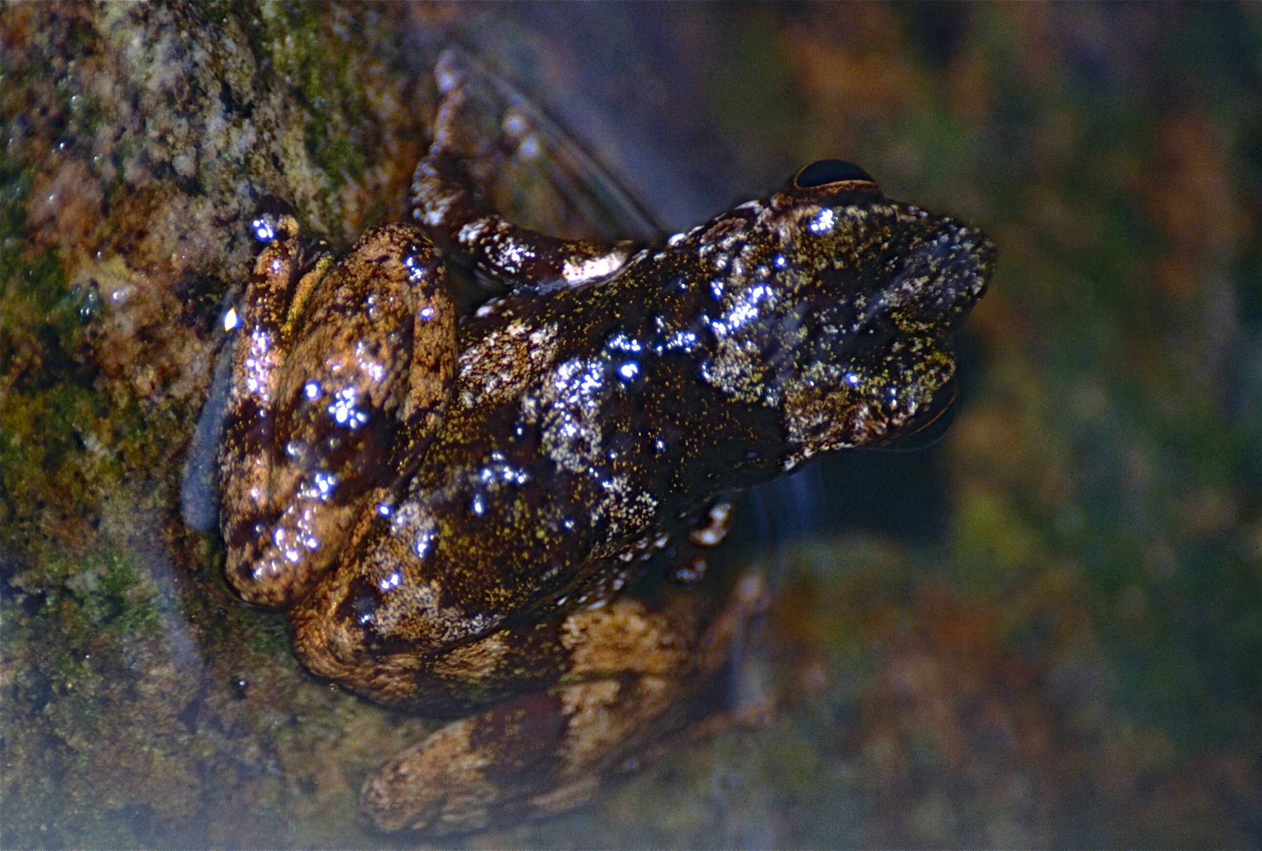 Image of Mantellidae Laurent 1946