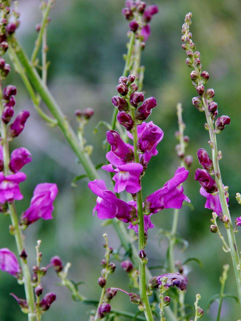 Image of Snap Dragons