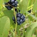 Smilax goyazana A. DC. resmi