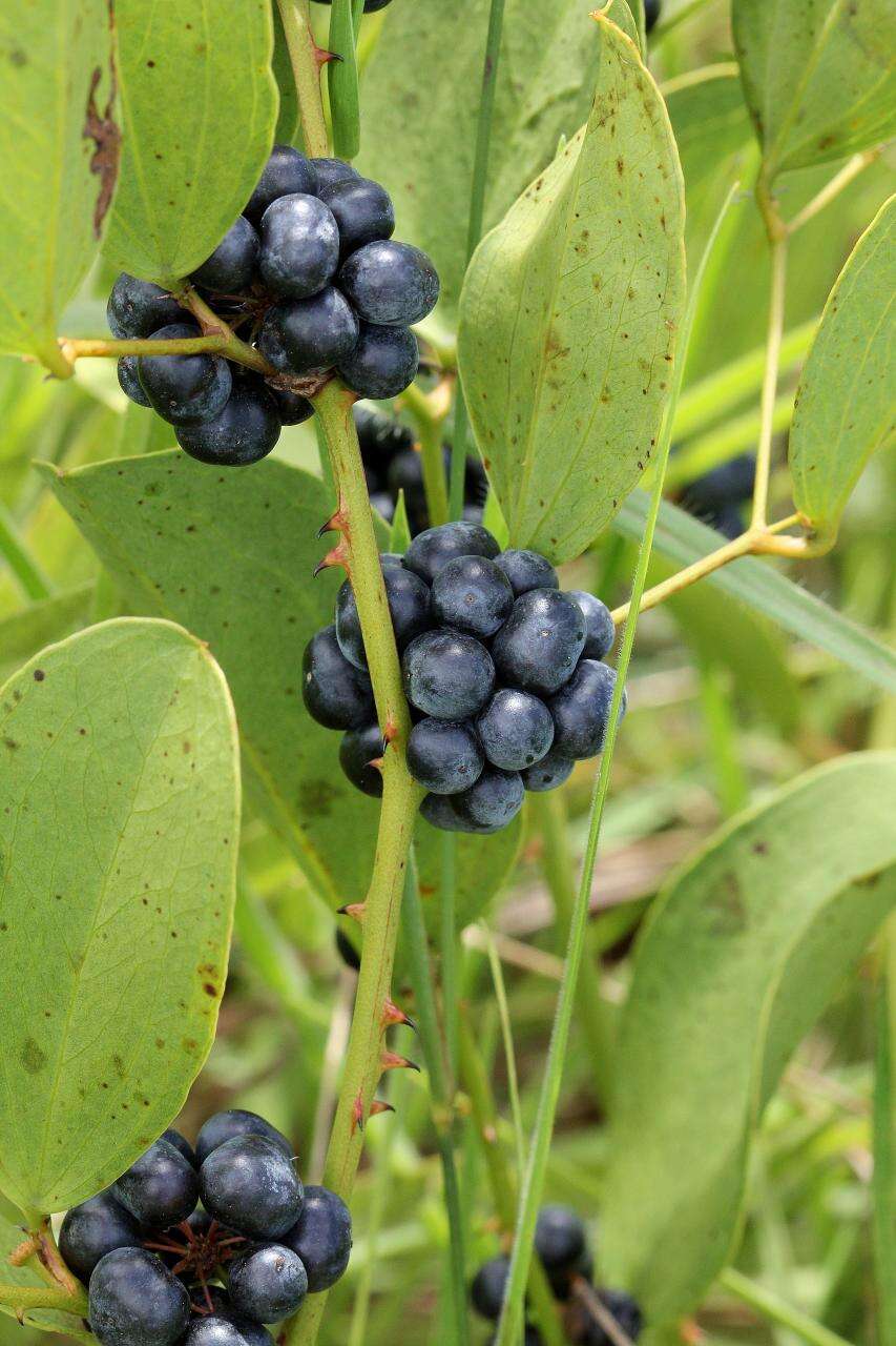 Image of Smilax goyazana A. DC.