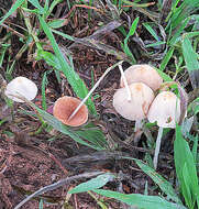 Image de Psathyrella