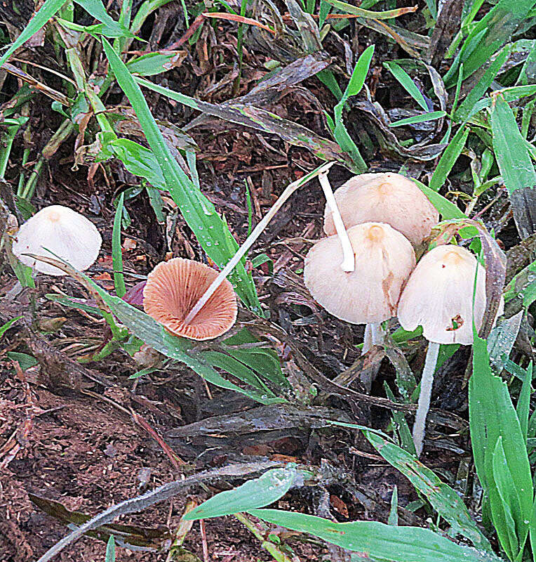 Image de Psathyrella