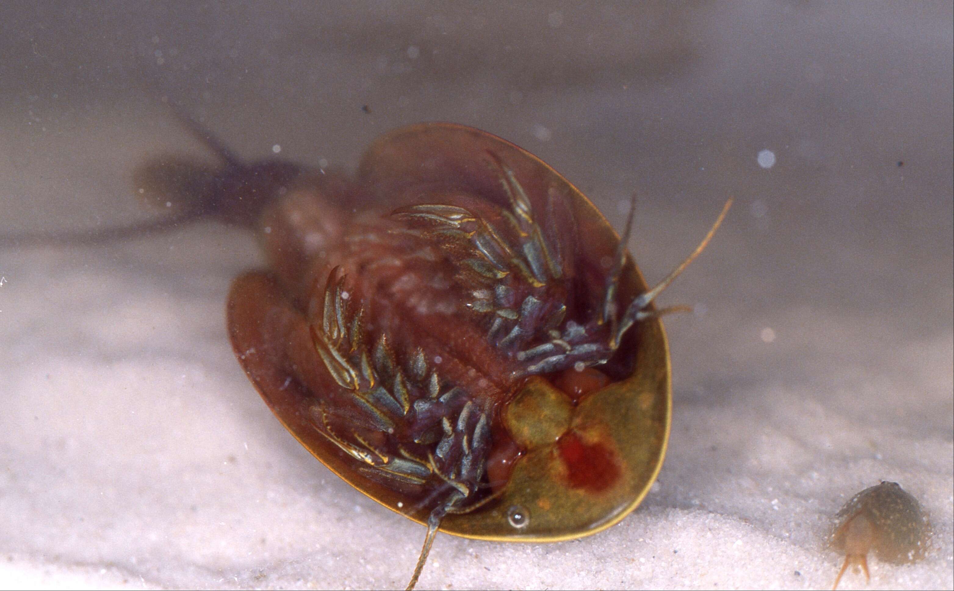 Image of Shield shrimp