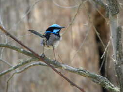 Image of fairywrens and relatives