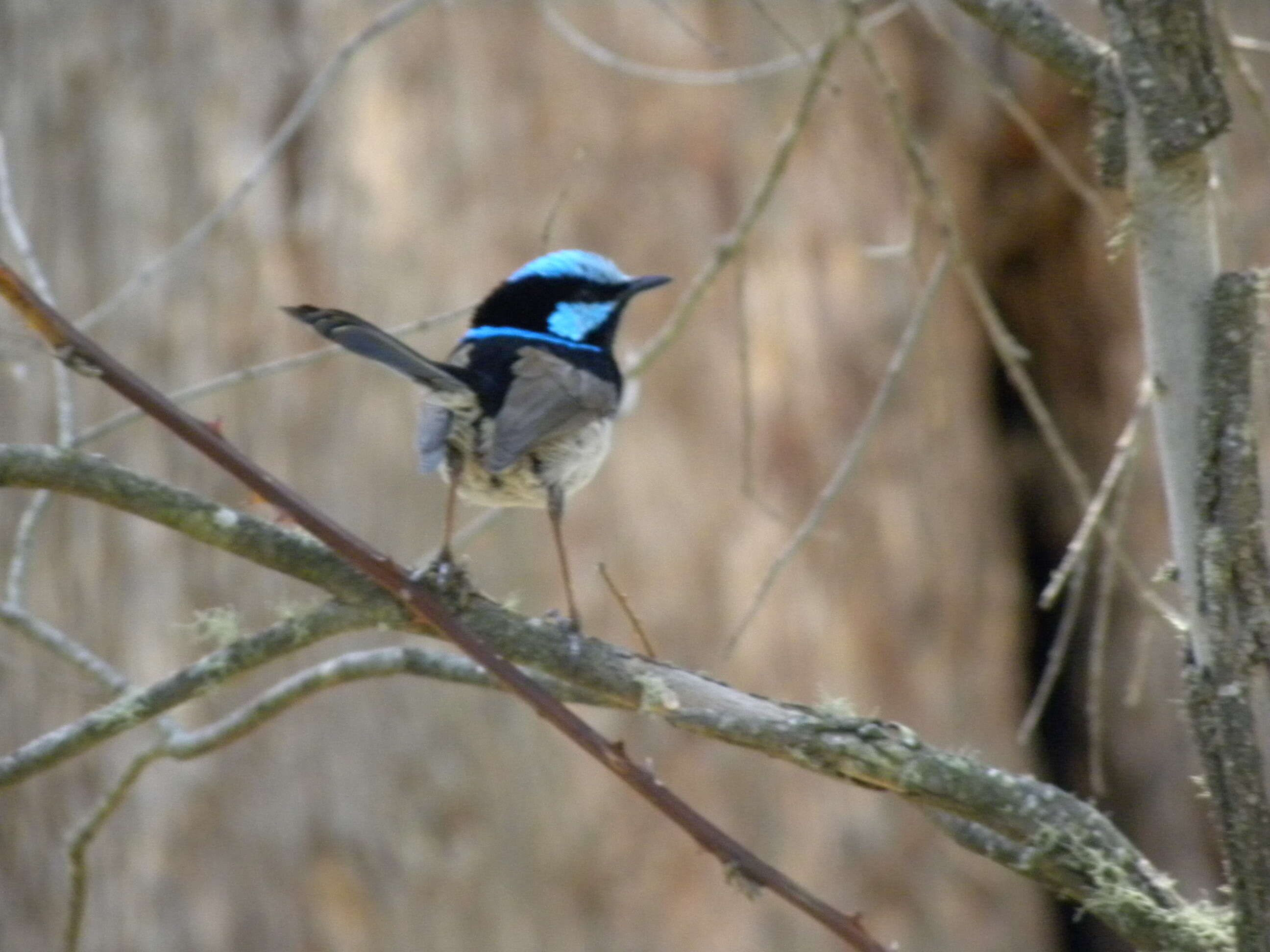 Image of Superb Fairy-wren