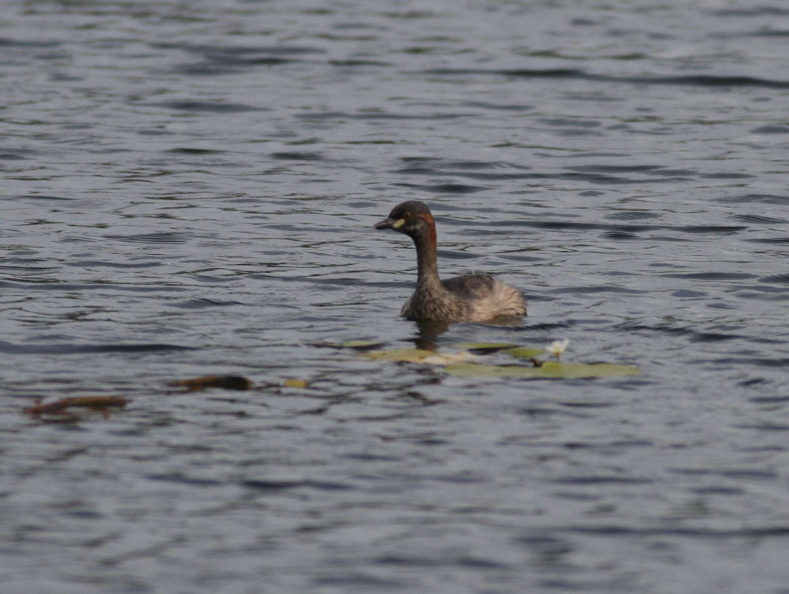 Image of Australasian Grebe