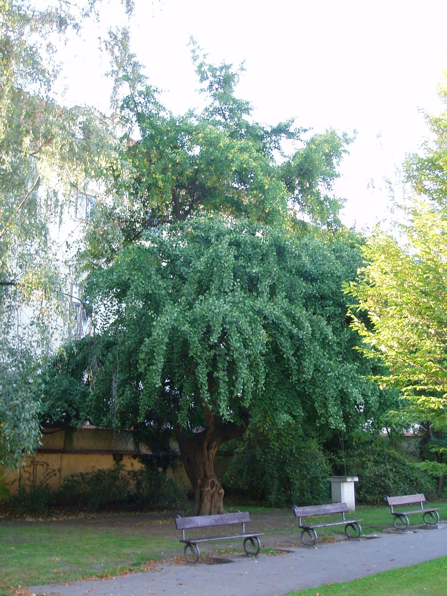 Image of Ginkgoaceae