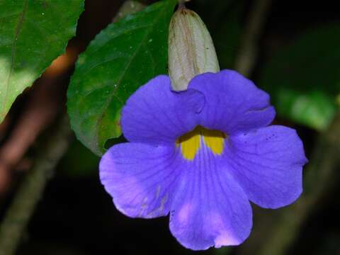 Image of bush clockvine