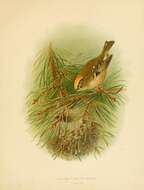 Image of goldcrests and kinglets