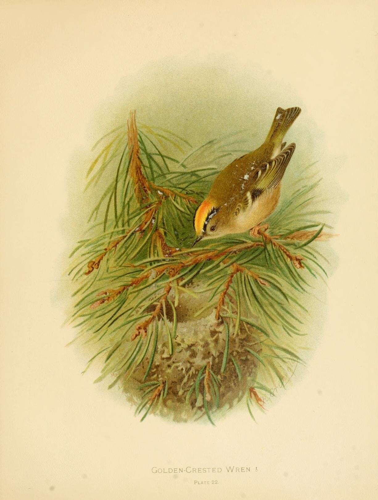 Image of goldcrests and kinglets